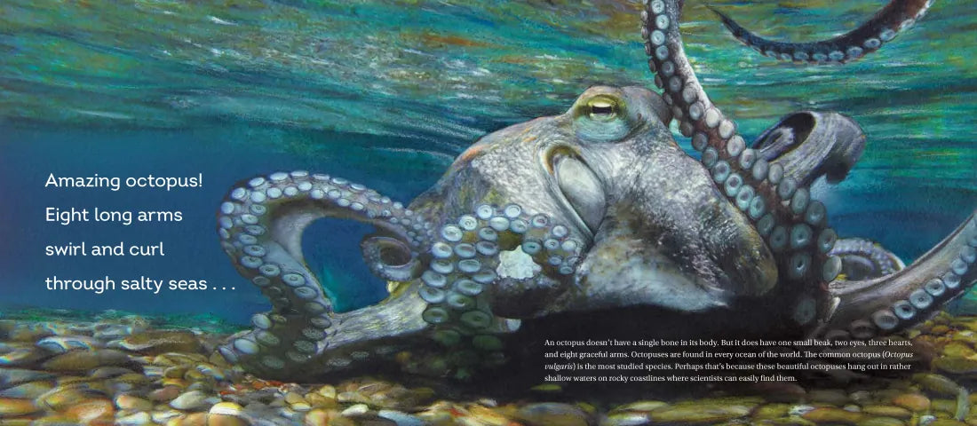 Behold the Octopus! US - Hardback