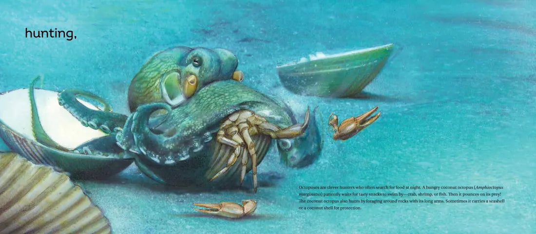 Behold the Octopus! US - Hardback