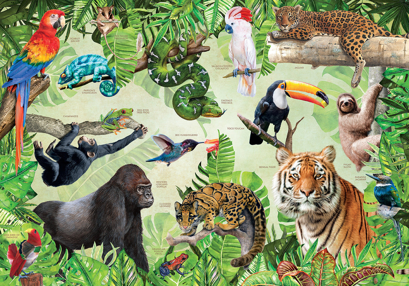 Rainforest Animals inside page 1