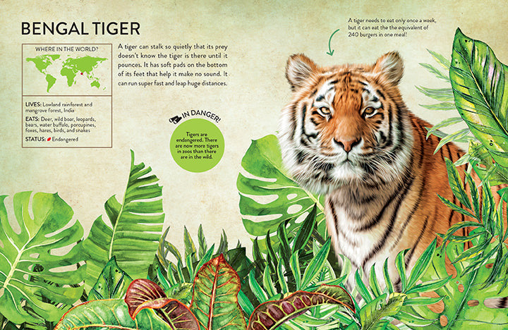 Rainforest Animals inside page 3