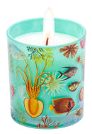 Art of Nature: Under the Sea Scented Glass Candle-Nature and the natural world: general interest-買書書 BuyBookBook