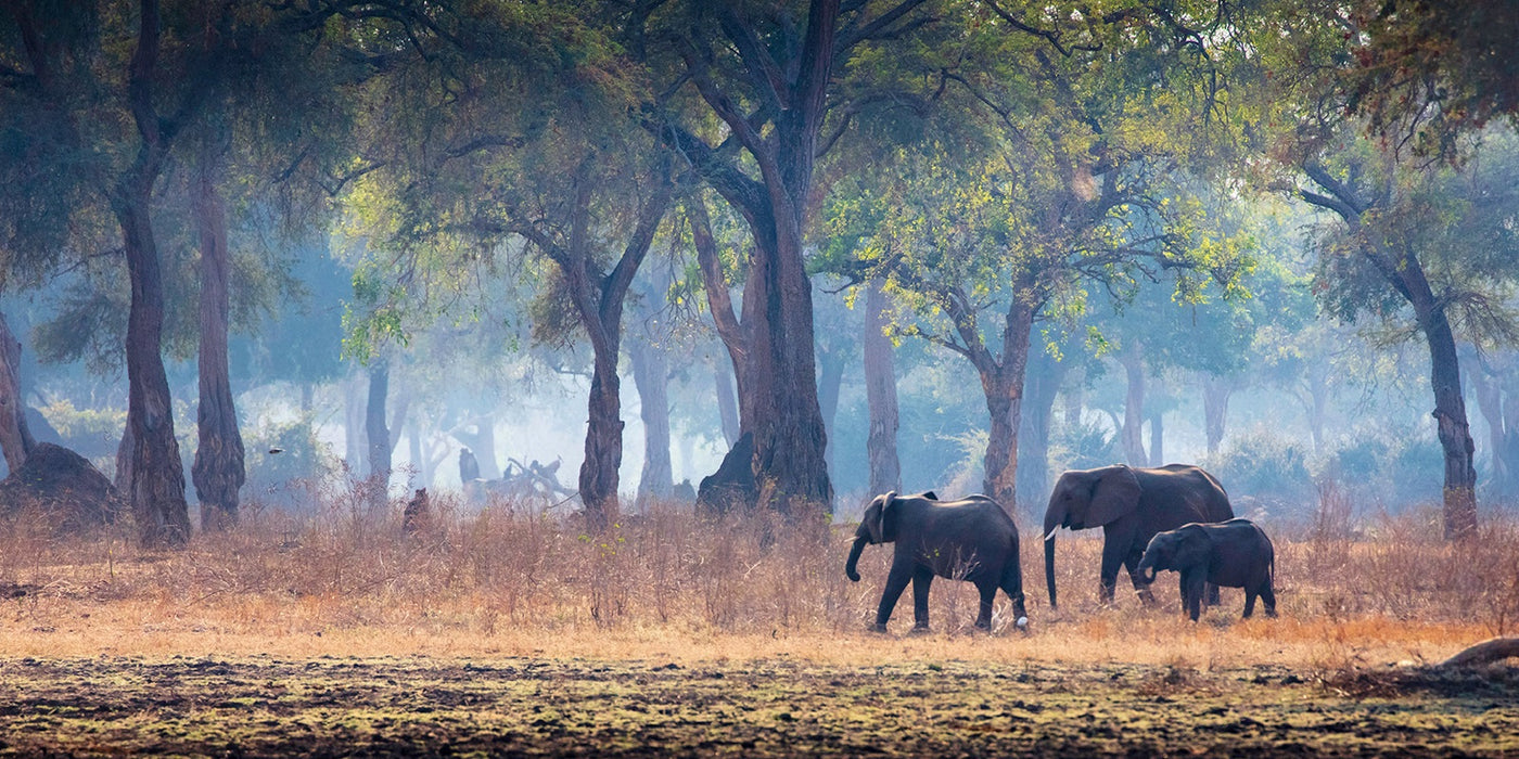 Wild Elephants inside page 1
