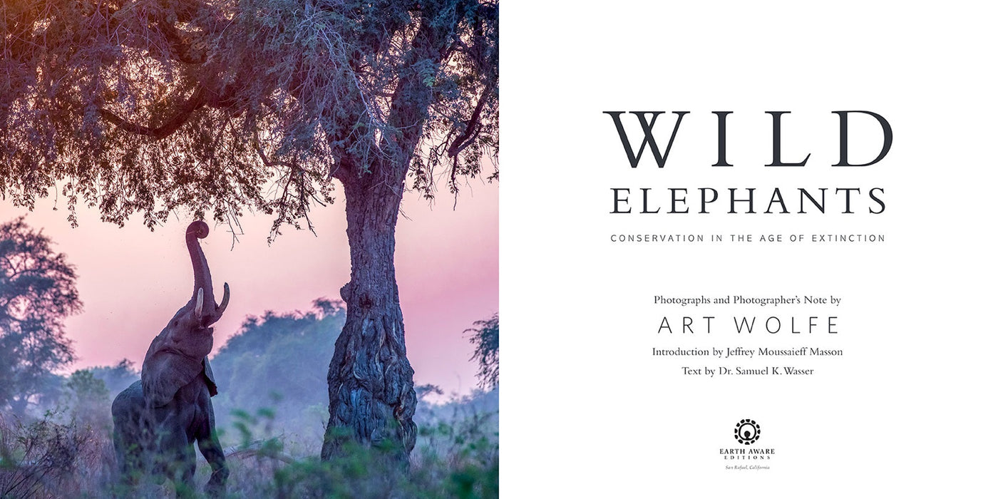 Wild Elephants inside page 2