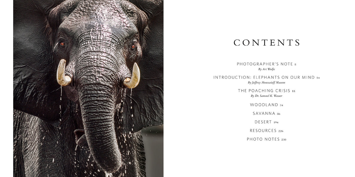 Wild Elephants inside page 3