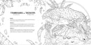 Predators: A Smithsonian Coloring Book US - Paperback / softback