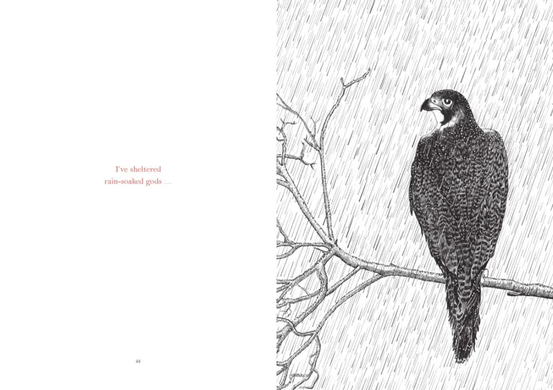 Within My Branches US - Hardback