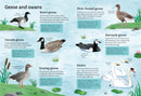 Spotter's Guides: Birds GB - Paperback / softback