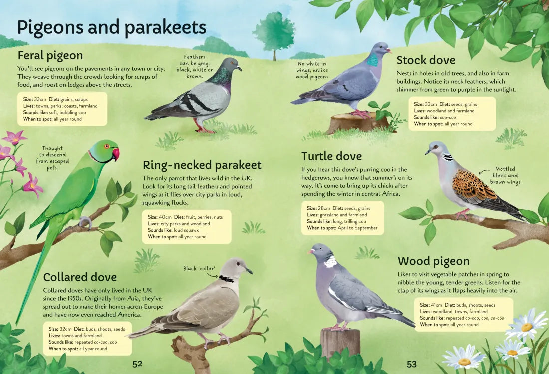 Spotter's Guides: Birds GB - Paperback / softback