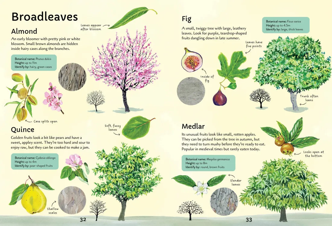 Spotter's Guides: Trees GB - Paperback / softback