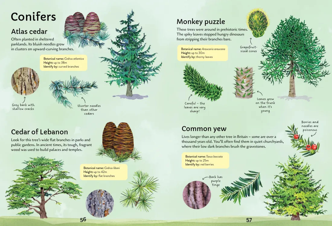 Spotter's Guides: Trees GB - Paperback / softback