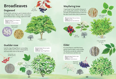 Spotter's Guides: Trees GB - Paperback / softback