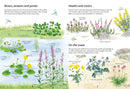 Spotter's Guides: Wild Flowers GB - Paperback / softback