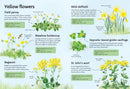 Spotter's Guides: Wild Flowers GB - Paperback / softback