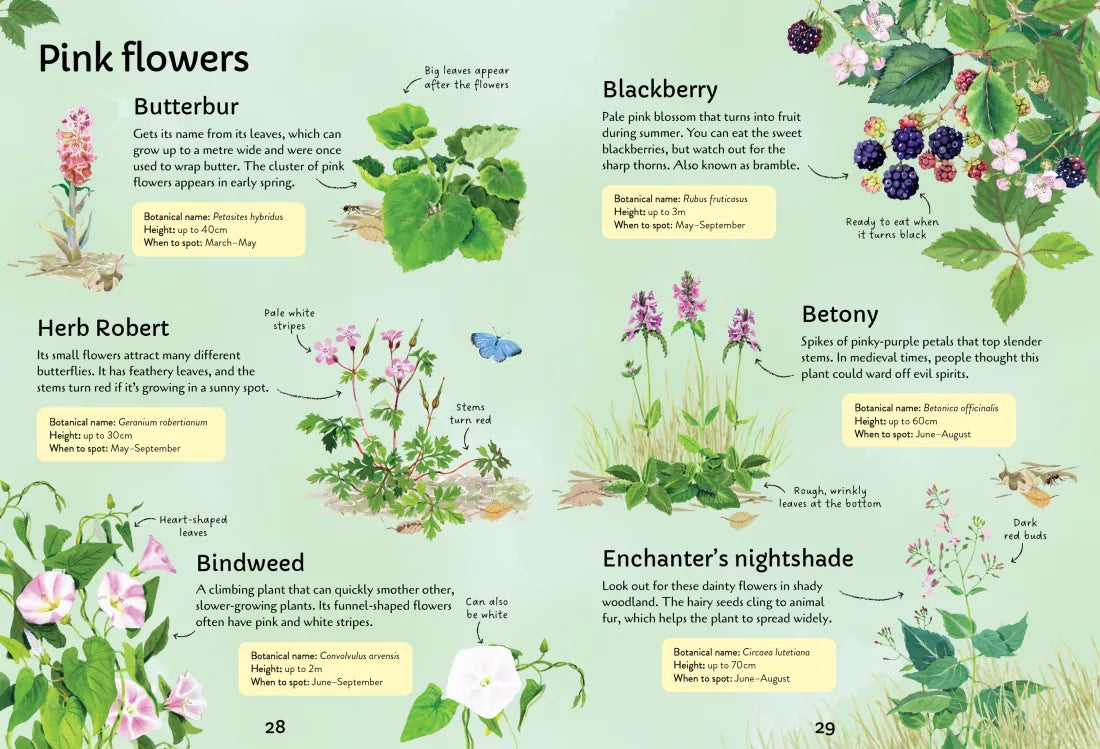 Spotter's Guides: Wild Flowers GB - Paperback / softback