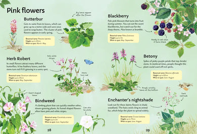 Spotter's Guides: Wild Flowers GB - Paperback / softback