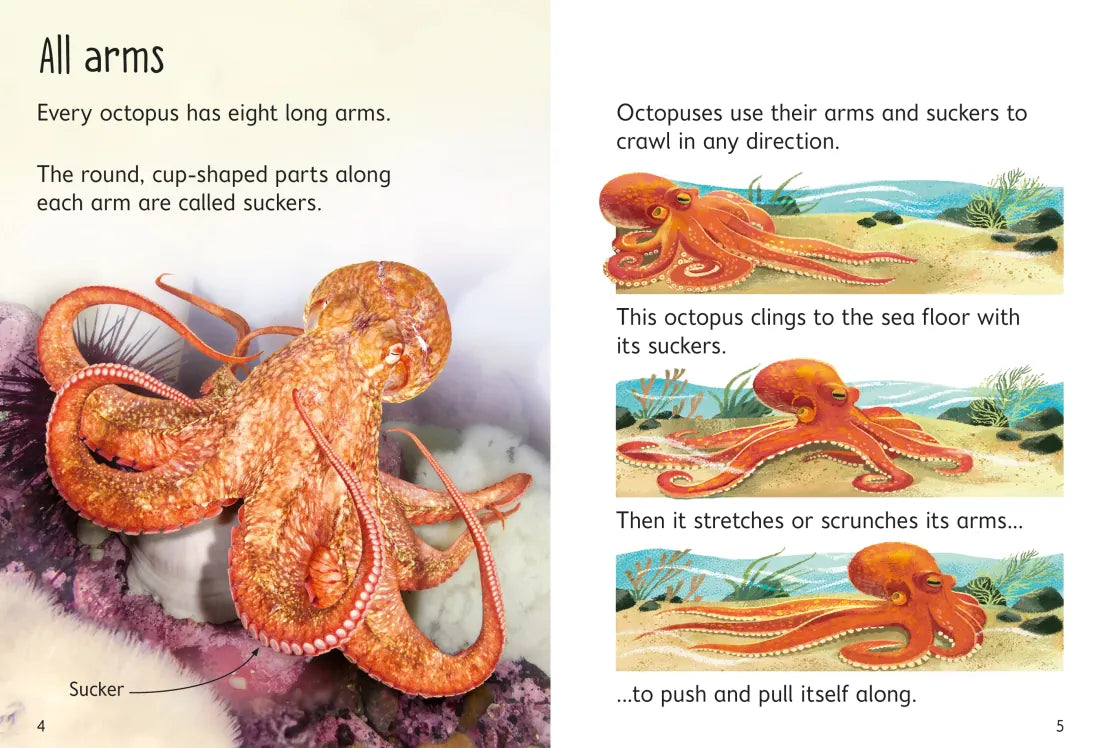 Beginners Octopuses GB - Hardback