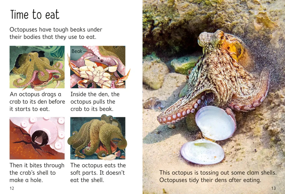 Beginners Octopuses GB - Hardback