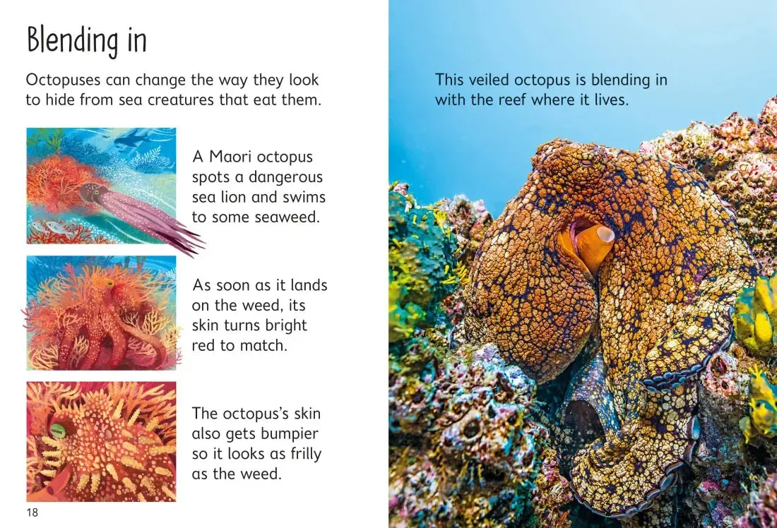 Beginners Octopuses GB - Hardback