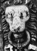 City of Lions US - Paperback / softback