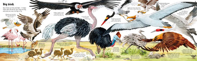 Big Book of Big Animals GB - Hardback