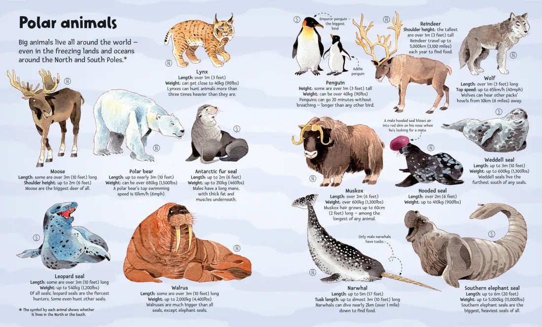 Big Book of Big Animals GB - Hardback