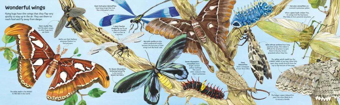 Big Book of Big Bugs GB - Hardback
