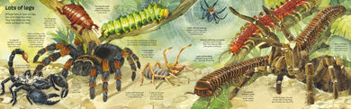 Big Book of Big Bugs GB - Hardback