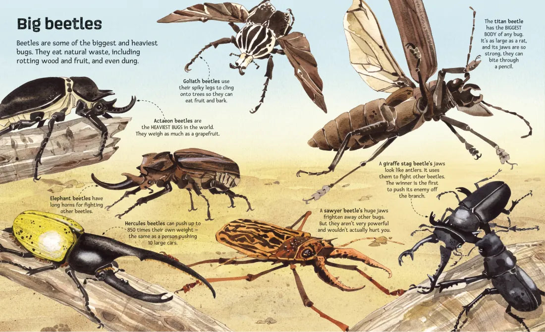 Big Book of Big Bugs GB - Hardback