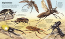Big Book of Big Bugs GB - Hardback