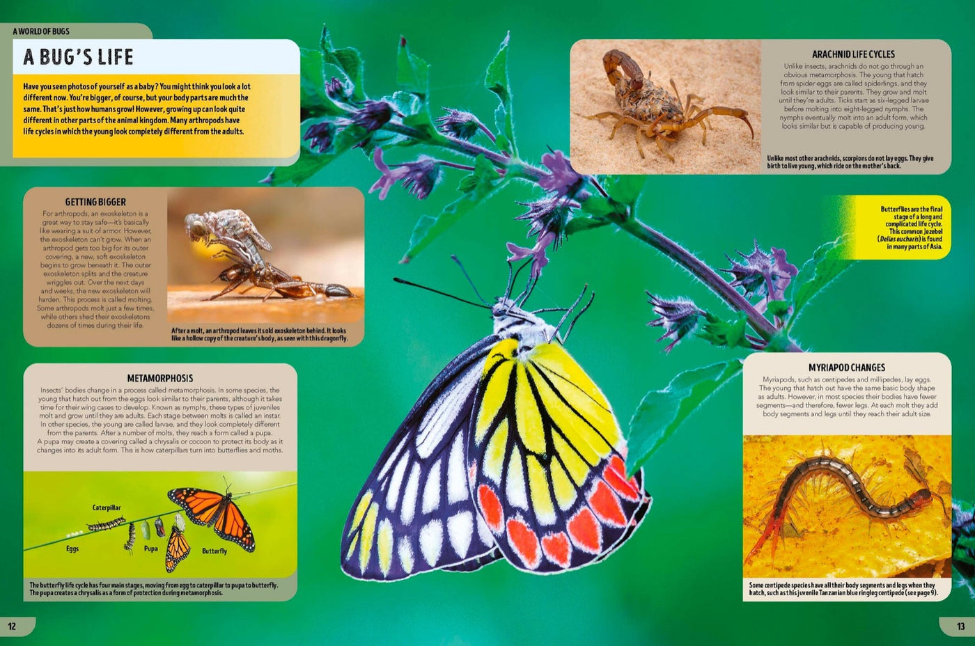 Lonely Planet Kids The Bugs Book inside page 3
