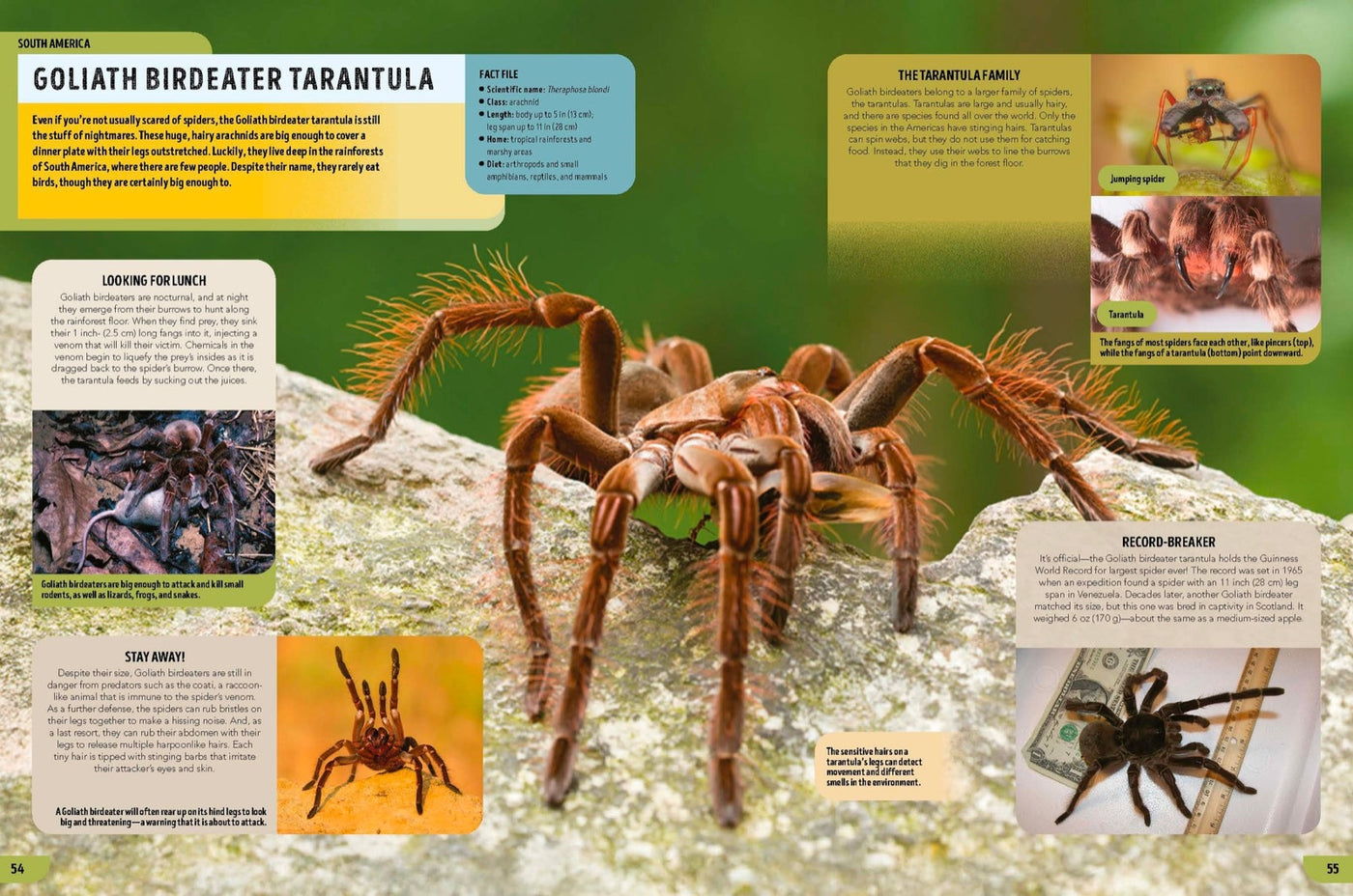 Lonely Planet Kids The Bugs Book inside page 5