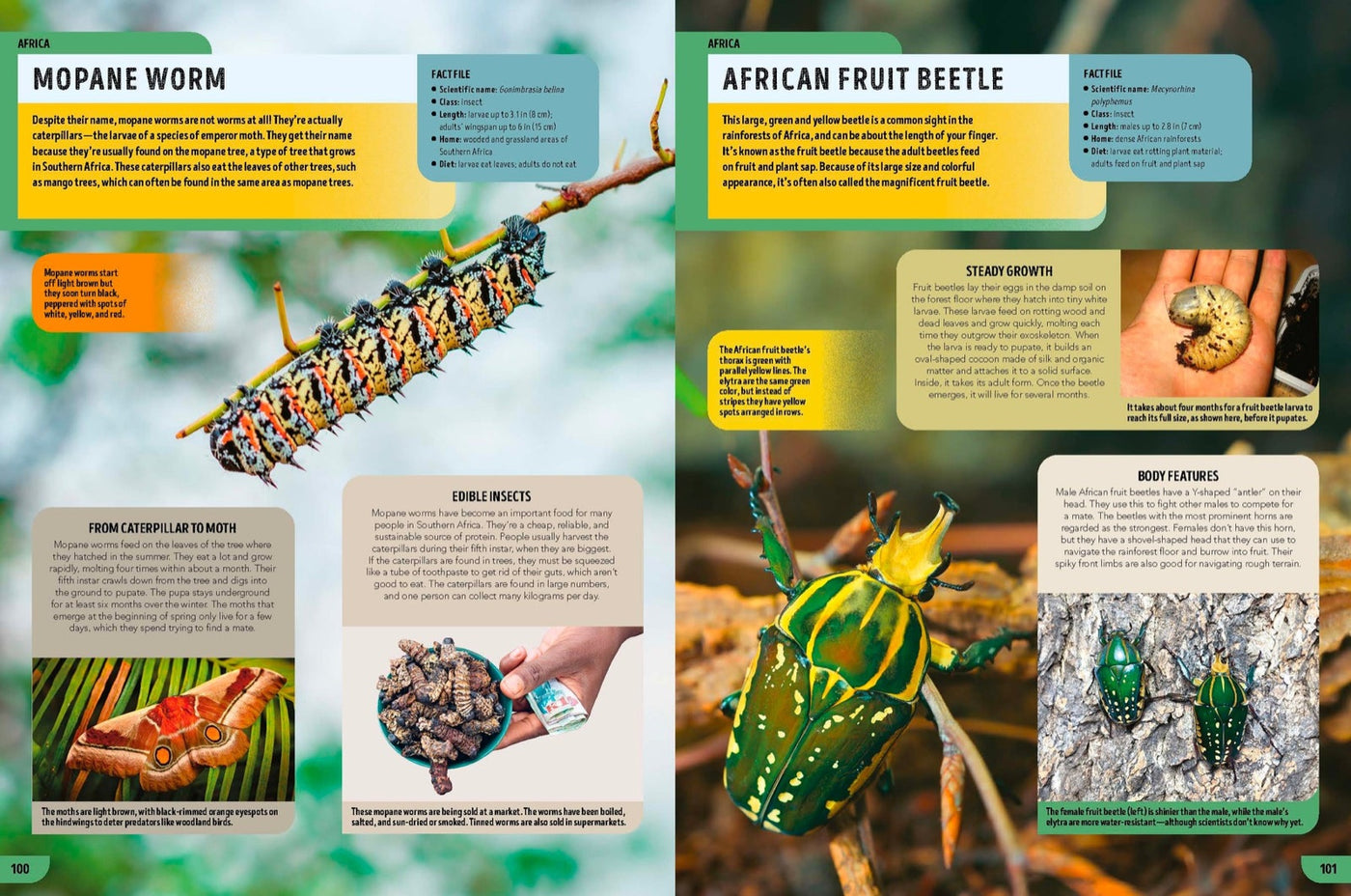 Lonely Planet Kids The Bugs Book inside page 7