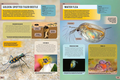 Lonely Planet Kids The Bugs Book inside page 8