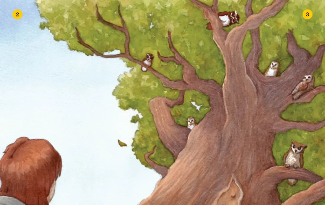 Owl Tree US - Paperback / softback