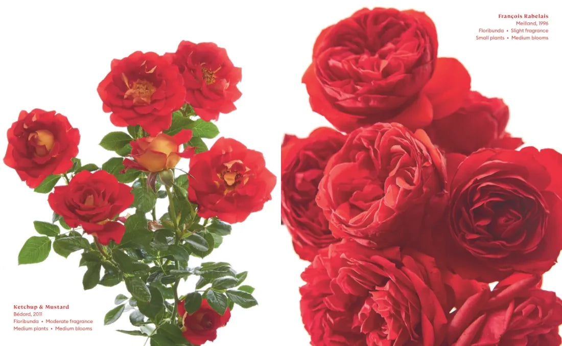 The Color of Roses US - Hardback