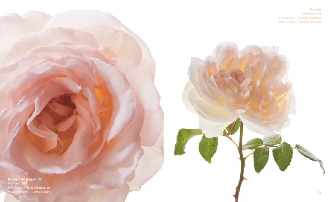 The Color of Roses US - Hardback