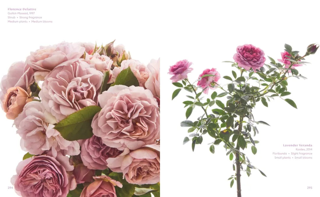 The Color of Roses US - Hardback