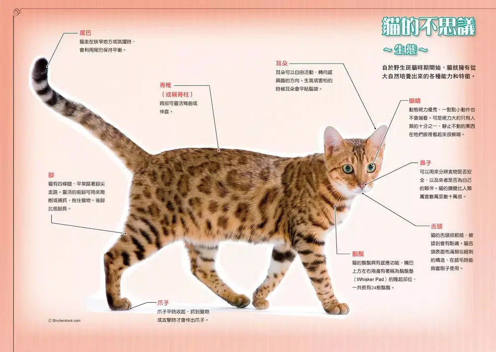 哆啦A夢知識大探索#01 百變貓咪召喚機 (藤子·F·不二雄)-非故事: 常識通識 General Knowledge-買書書 BuyBookBook