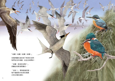 劉伯樂生態系列繪本套書（共三冊）：《哈囉！你好！濕地裡的野鳥新樂園》、《天上飛來的魚》、《捉鎖管》 精裝書 Hardback