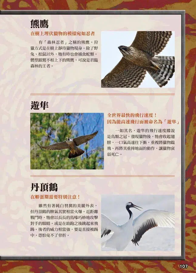 最強戰鬥 #01 超危險生物大戰圖鑑 (今泉忠明)-非故事: 動物植物 Animal & Plant-買書書 BuyBookBook