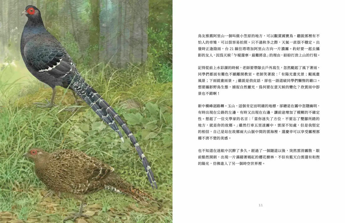 島嶼・鳥嶼 平裝書 Paperback