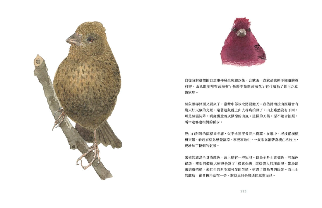 島嶼・鳥嶼 平裝書 Paperback