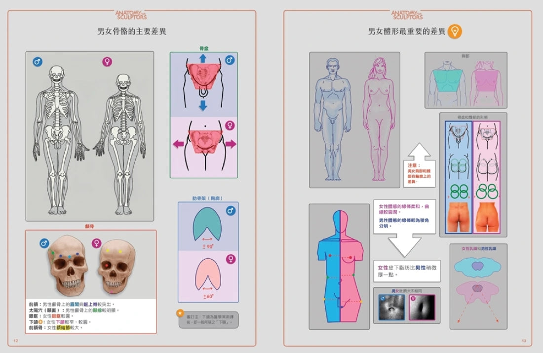 藝用3D人體解剖書：認識人體結構與造型 精裝書 Hardback