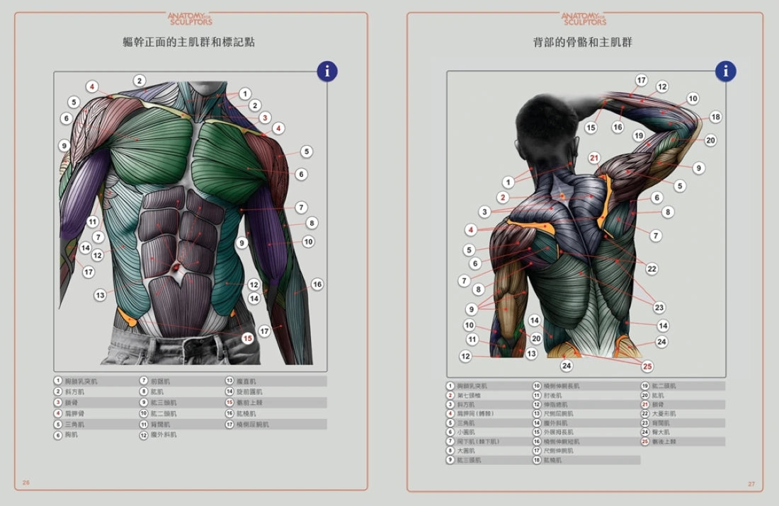 藝用3D人體解剖書：認識人體結構與造型 精裝書 Hardback