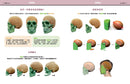 藝用3D頭頸解剖書—— 掌握頭頸的結構、造型與建模 精裝書 Hardback