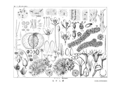 花與我的半生記 : 日本植物學之父牧野富太郎眼中花開葉落的奧祕、日常草木的樂趣 平裝書 Paperback