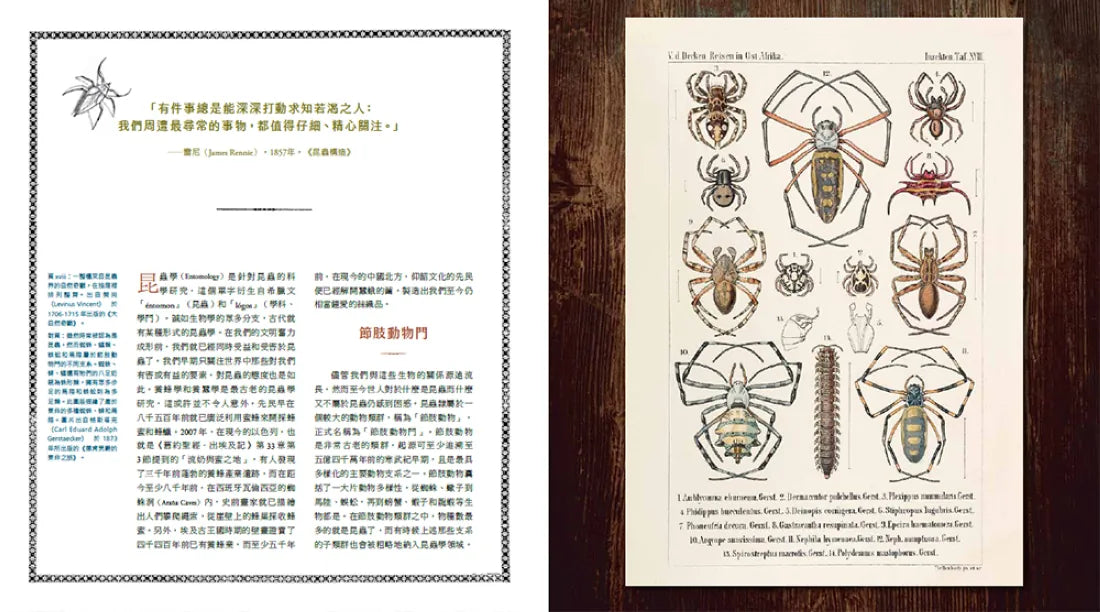 蟲之道：昆蟲的構造、行為和習性訴說的生命史詩 精裝書 Hardback