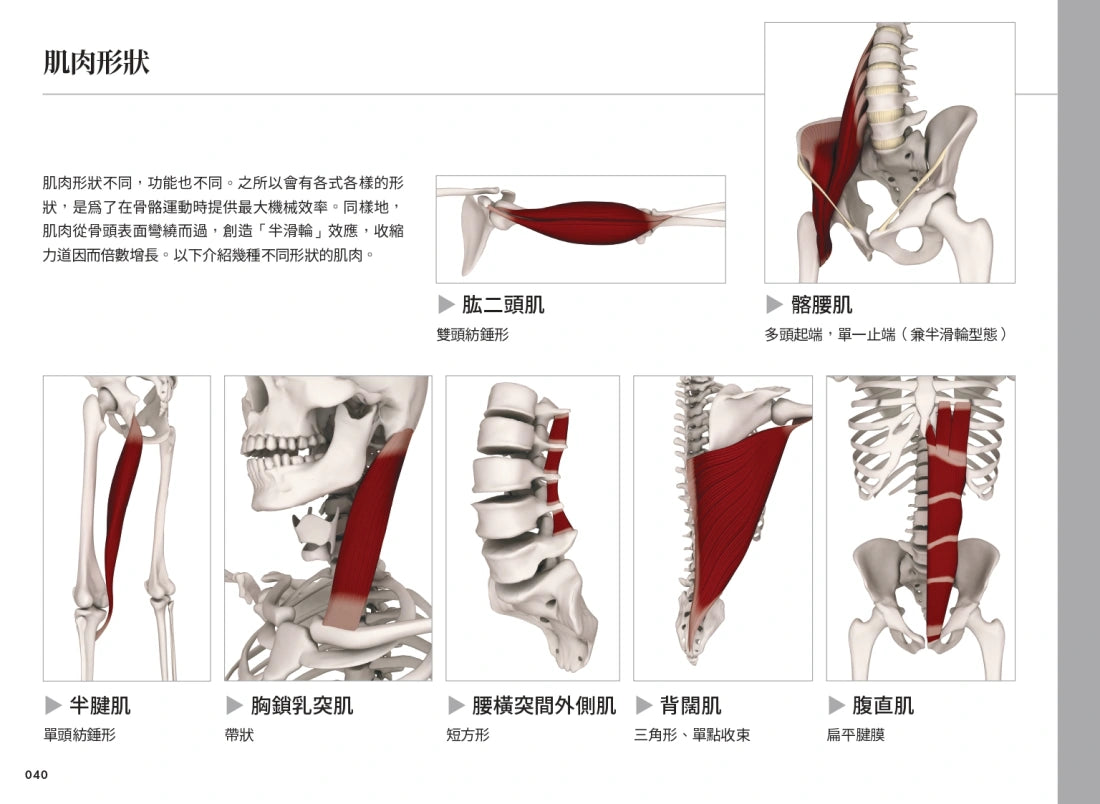 雷隆醫師的瑜伽解剖Ⅰ：關鍵肌肉 平裝書 Paperback