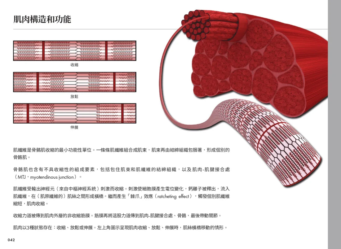 雷隆醫師的瑜伽解剖Ⅰ：關鍵肌肉 平裝書 Paperback