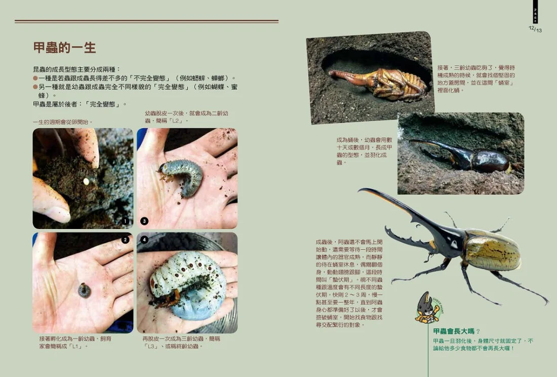 甲蟲超人超圖解 平裝書 Paperback